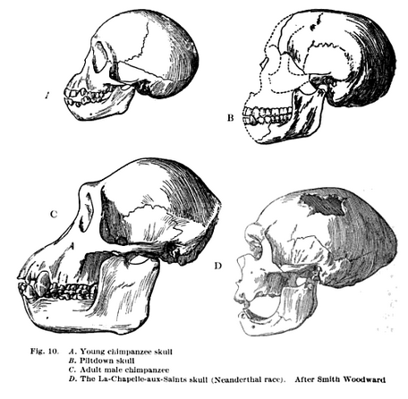 piltdown-skull