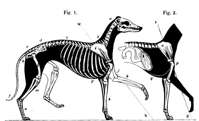 raymond-loewy-streamlined-dog