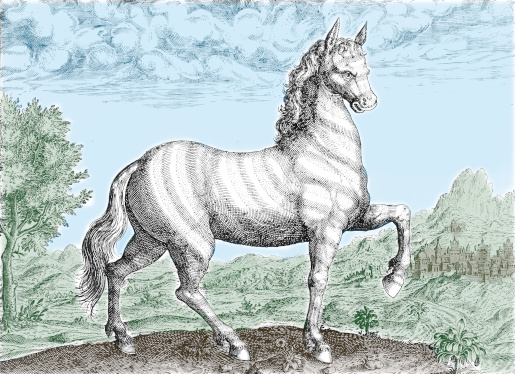 Zebra (1598) colored reduced